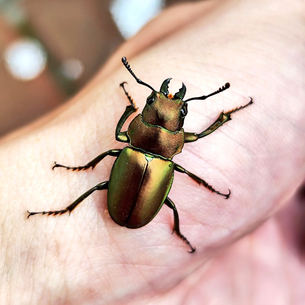 野生のコツヤクワガタ 青銅小艷鍬 (Calcodes aeratus) マレーシアのゲンティンハイランドで発見されました。

#クワガタ #ムシキング #昆虫 #昆虫写真