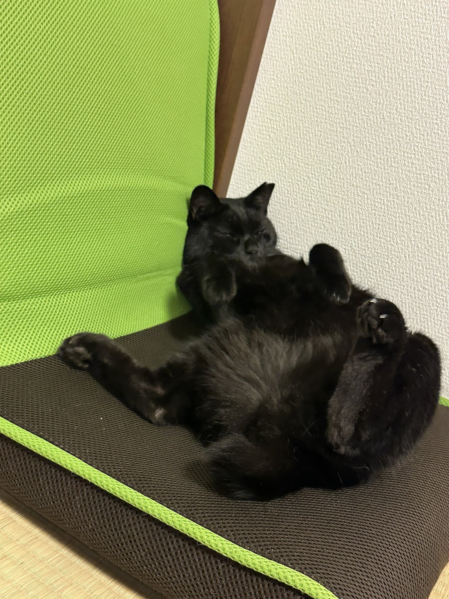 黒猫 ウォーラぽん • Worapol on X: 