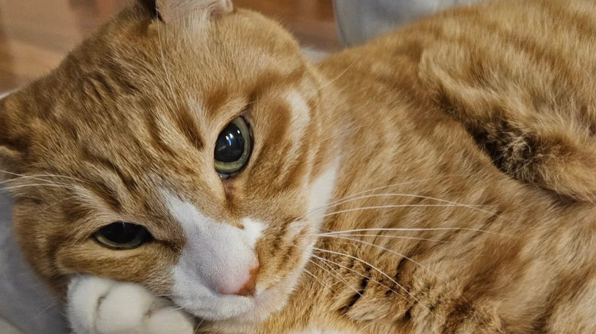 what a diva you can tell minho raised him