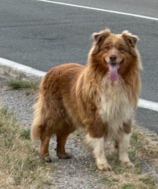 08.08.25 Signalé errant (hier) : chien Berger Australien marron/blanc à Albi (vers Atlantis). #Tarn