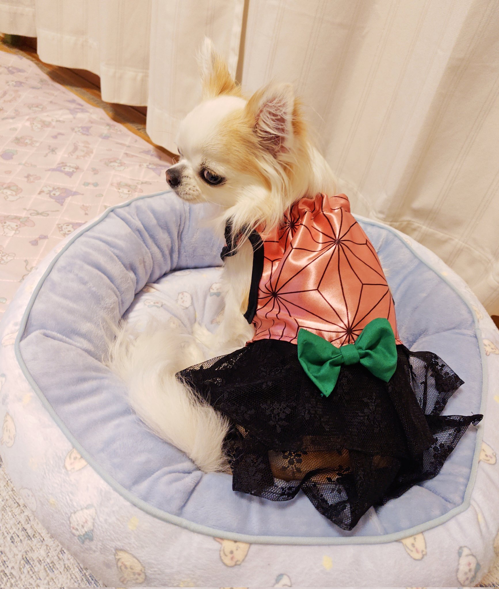 ポッキー  ꒡̈⃝Lily꒡̈⃝犬服ハンドメイド mqdefault.jpg