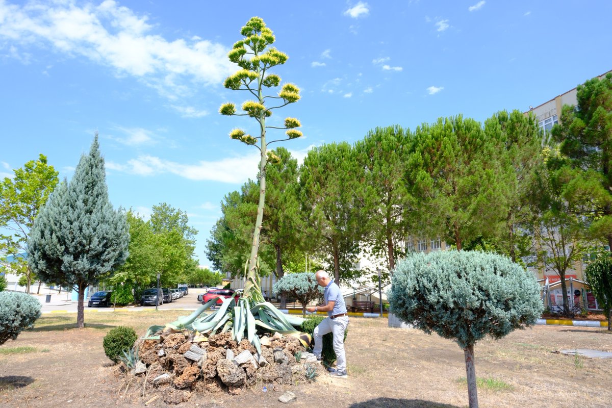 Balıkesir Üniversitesi’nin kampüsünde bulunan “Sabır Çiçeği” 20 yıl sonra açtı ve ömrünü tamamladı.