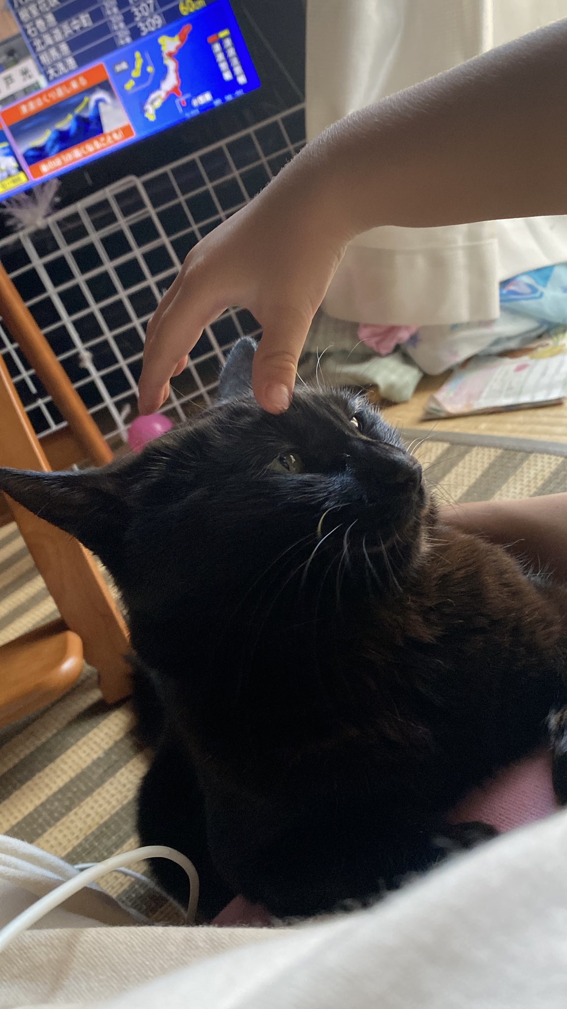 黒猫モモ  ページ 黒猫モモさん on X: 