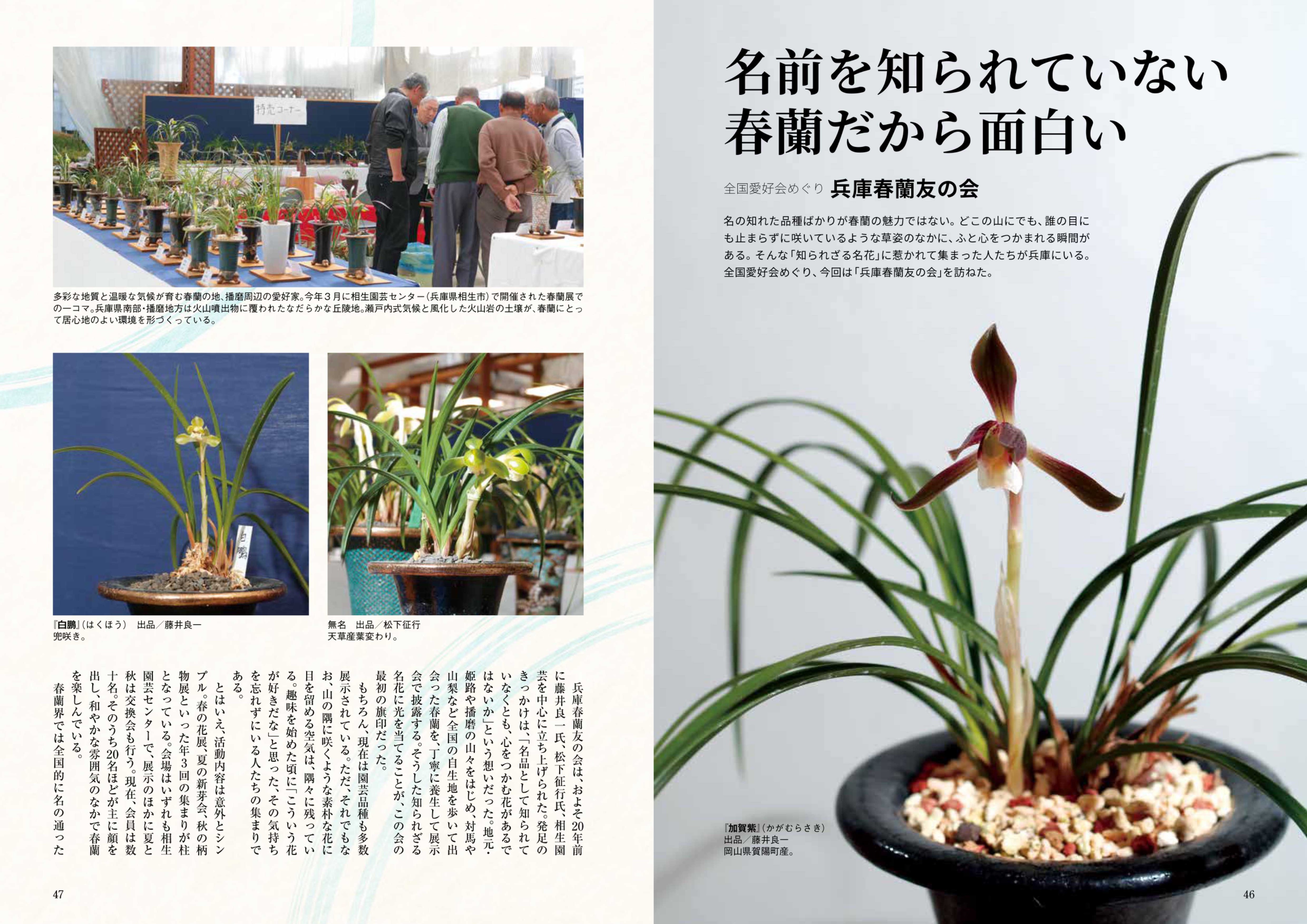 まい    日本園芸協会 薔薇テキスト&DVD まい 日本園芸協会 薔薇テキスト&DVD 園芸JAPAN【毎月12日発売