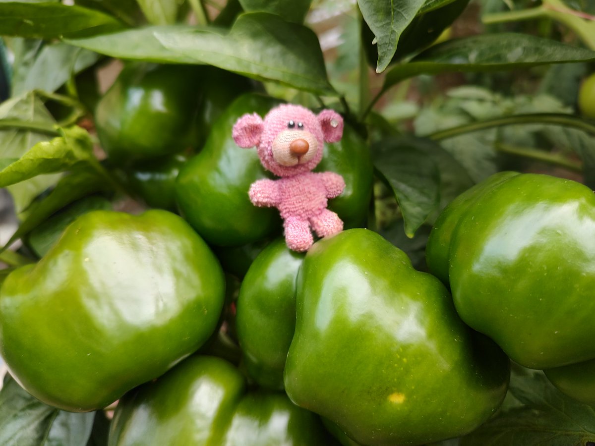 Ja Janis, da wird Harry dir wohl helfen müssen bei der Ernte, wenn sie denn irgendwann rot werden.
Eine ist schon abgefallen und du hast sie unter die UV Lampe gelegt?
Na da bin ich Mal gespannt ob das hilft .