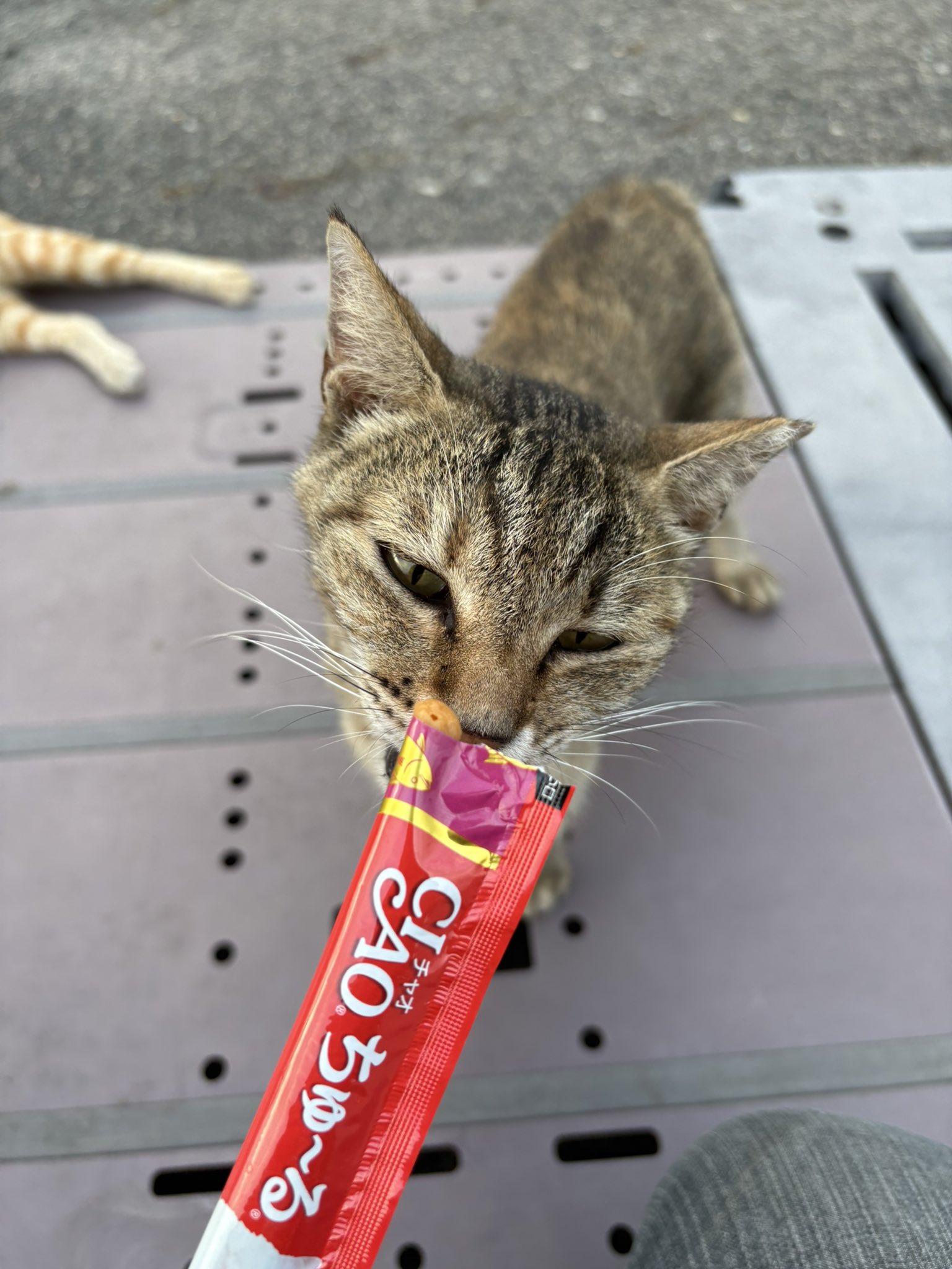 雷猫ᥬ🌝ᩤ on X: 
