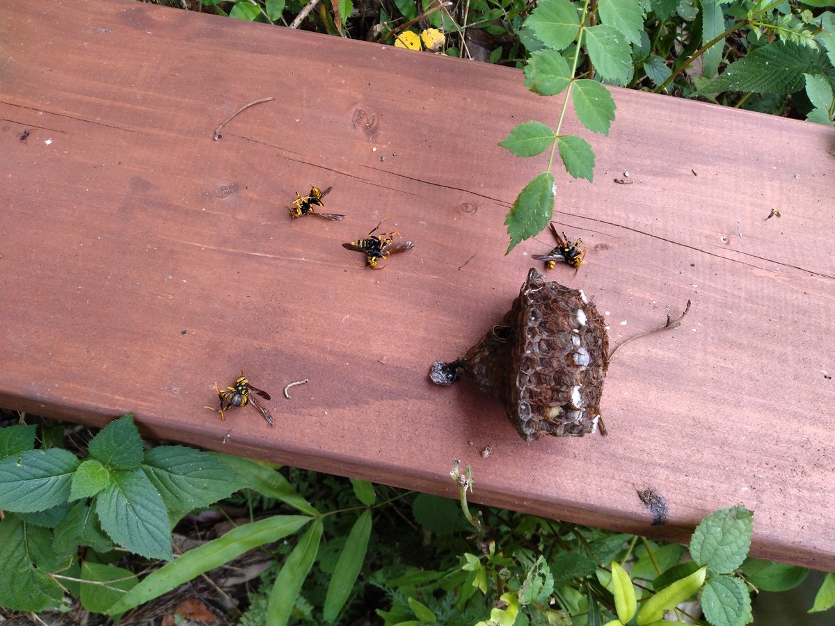 皆さん蜂が活発になってますので気をつけましょう。今年も刺されました🥲