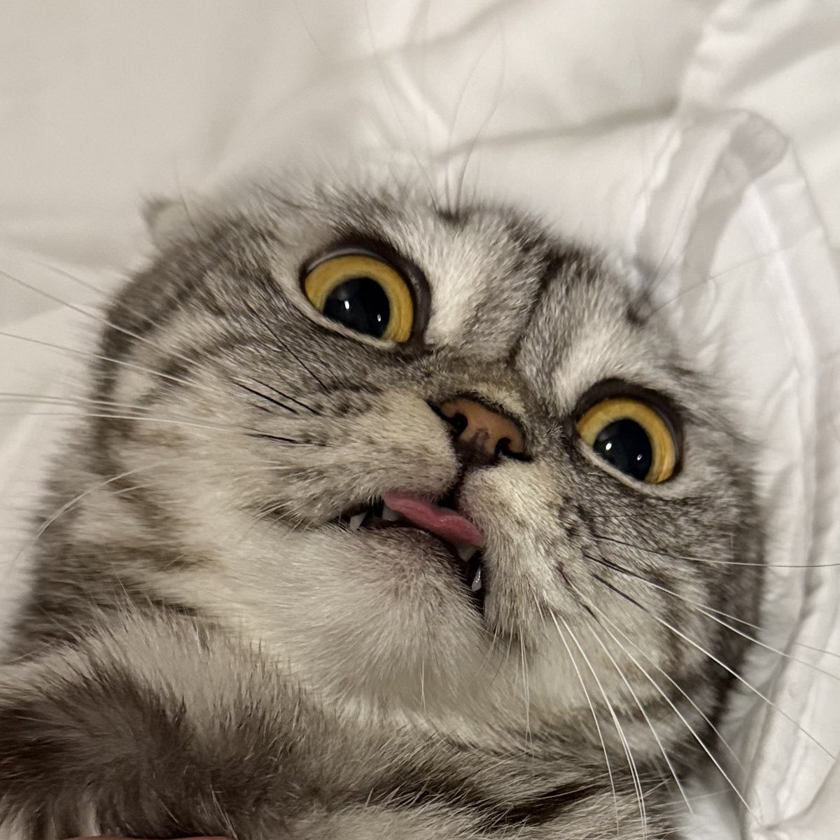 วันแมวๆ