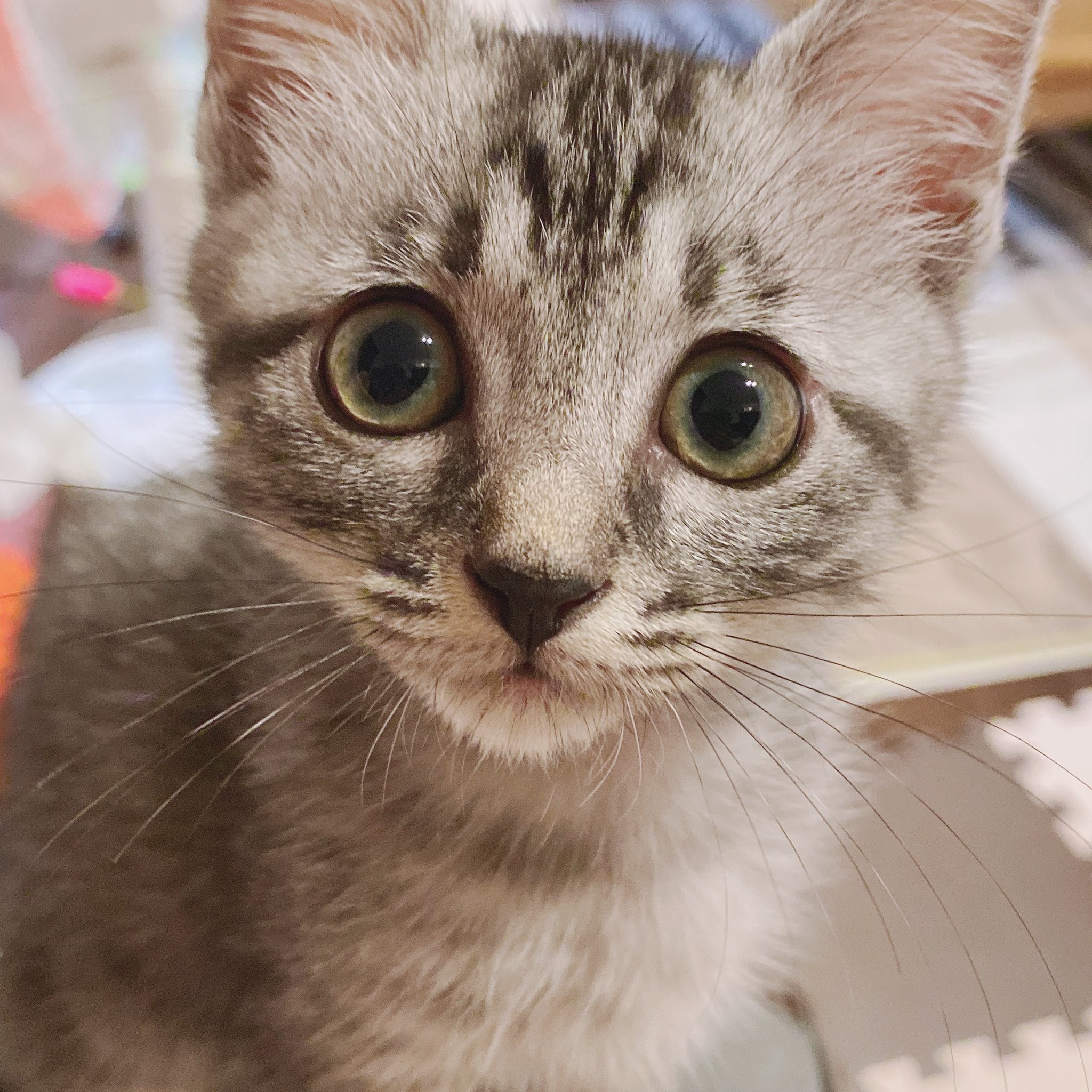 猫さん あっき on X: 
