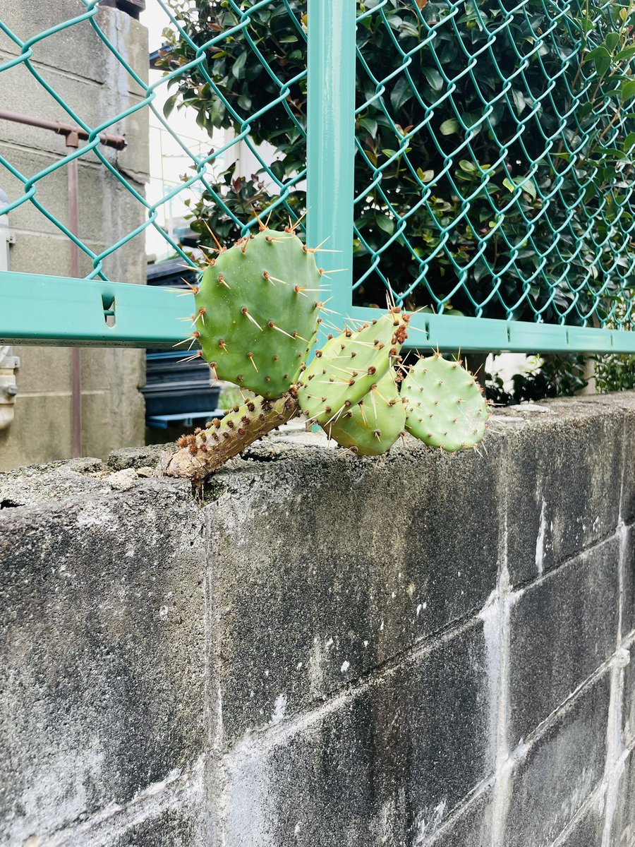 こういうのがすごく好きなのです🌱