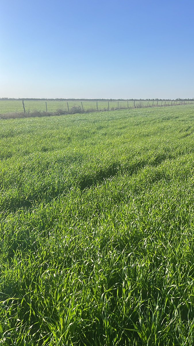 Circulo Verde tweet media