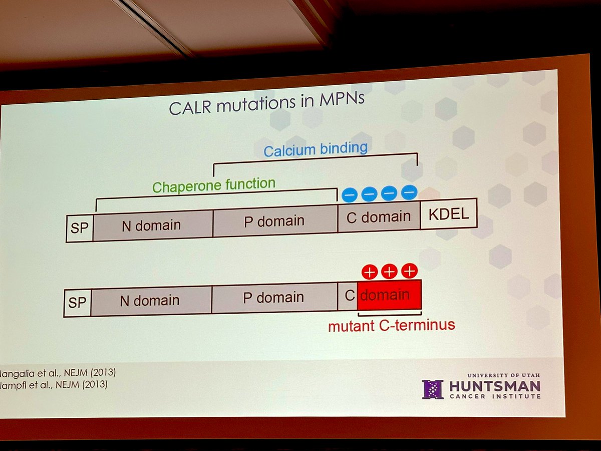 doctorpemm's tweet photo. 👉Wonderful talk 👏 by Dr .@TheElfLab on Targeting #CALR mutations Type I vs Type 2 | #BCLxL | #MPNWorkshop25 #MPNSM | @LindaResar @mpdrc @AmiBPatelMD https://t.co/ORZfHS2wj6