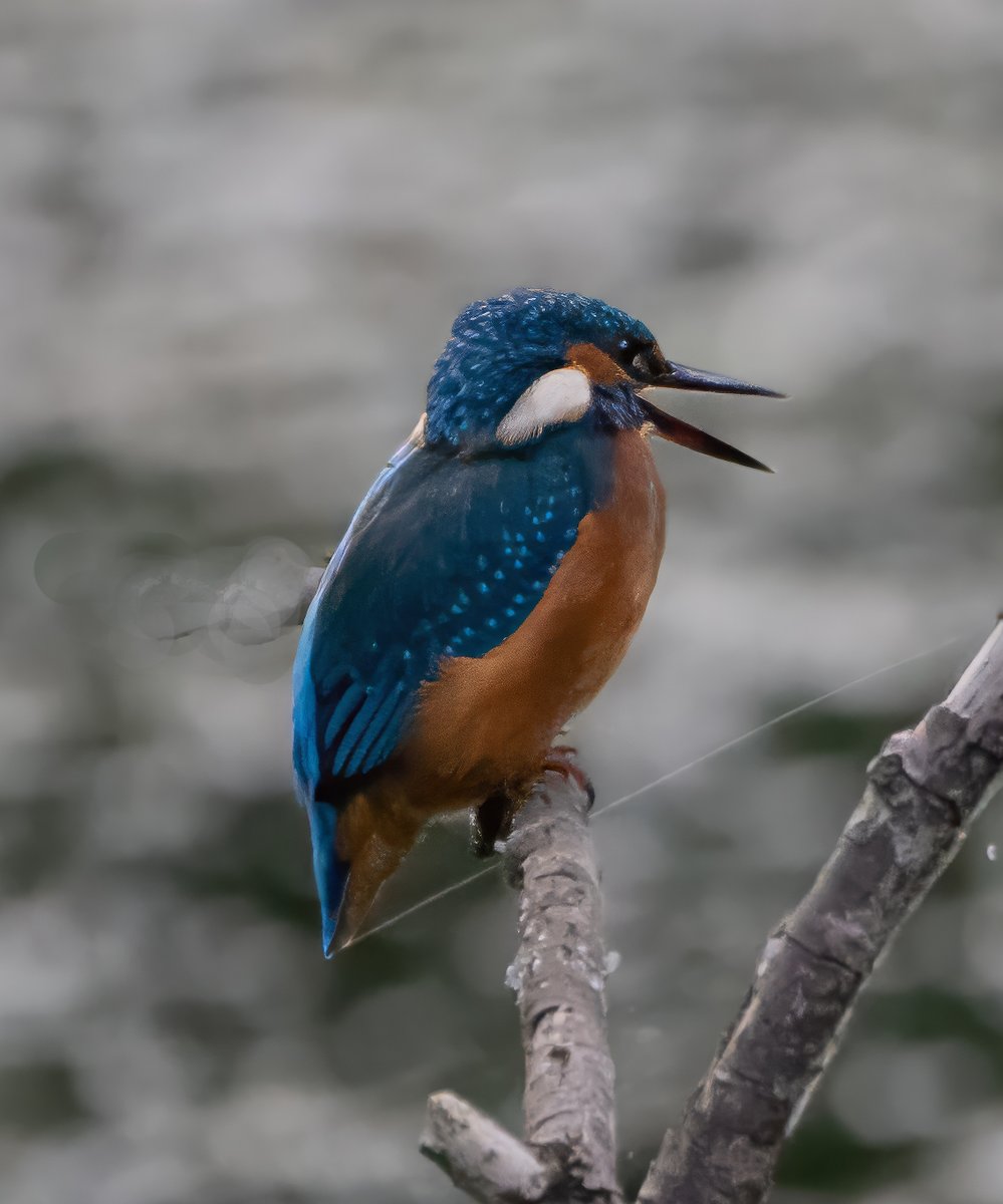 Kingfisher
