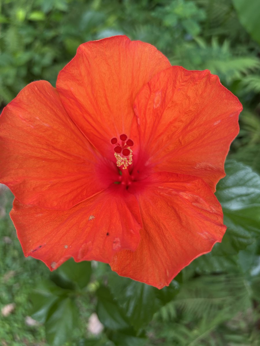 mskorunes's tweet photo. Air Mail 

Lush leaves fill the yard
Dotted with spots of pink 
And blobs of orange hibiscus flowers …

The buds of red are squeezed, tightly shut,
For the season of awakening is still distant and aloof . 

Parading elephant ears line the yard, standing watch in your absence. 

I wait for Esperanza to Bloom.
For it is a reminder.
A memory. 
It harkens to the messenger. 
Its scent lingers when the branches bow, 
And calls out to the world, to the heavens…

The cry from my heart… 
That you are missed. 
That you are loved. 
Everlasting. 

-Lee Anne Caputo