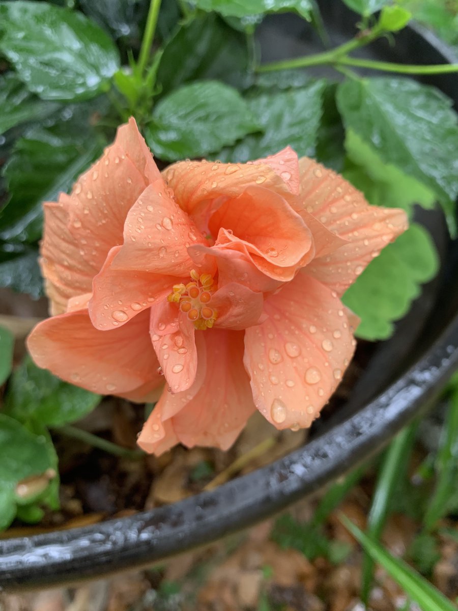 mskorunes's tweet photo. Air Mail 

Lush leaves fill the yard
Dotted with spots of pink 
And blobs of orange hibiscus flowers …

The buds of red are squeezed, tightly shut,
For the season of awakening is still distant and aloof . 

Parading elephant ears line the yard, standing watch in your absence. 

I wait for Esperanza to Bloom.
For it is a reminder.
A memory. 
It harkens to the messenger. 
Its scent lingers when the branches bow, 
And calls out to the world, to the heavens…

The cry from my heart… 
That you are missed. 
That you are loved. 
Everlasting. 

-Lee Anne Caputo