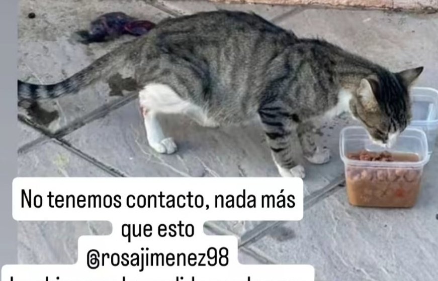 Erta (@erta2017) on Twitter photo #LosPalaciosyVillafranca #Sevilla <a href="/CefiroyCoco/">María Viñuela del Jeso</a>
NO LA HAN RECOGIDO💔
Está pequeña ha parido. Necesita ayuda URGENTE🆘
(La han abandonado en la puerta de la Iglesia del Buen Pastor )
(El contacto <a href="/rosajimenez98/">rosajimenez</a> no está actualizado) #LosPalaciosyVillafranca #Sevilla <a href="/CefiroyCoco/">María Viñuela del Jeso</a>
NO LA HAN RECOGIDO💔
Está pequeña ha parido. Necesita ayuda URGENTE🆘
(La han abandonado en la puerta de la Iglesia del Buen Pastor )
(El contacto <a href="/rosajimenez98/">rosajimenez</a> no está actualizado)
