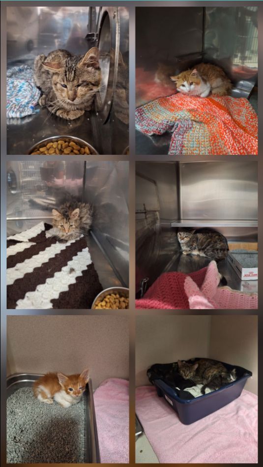 FremontHumane tweet media