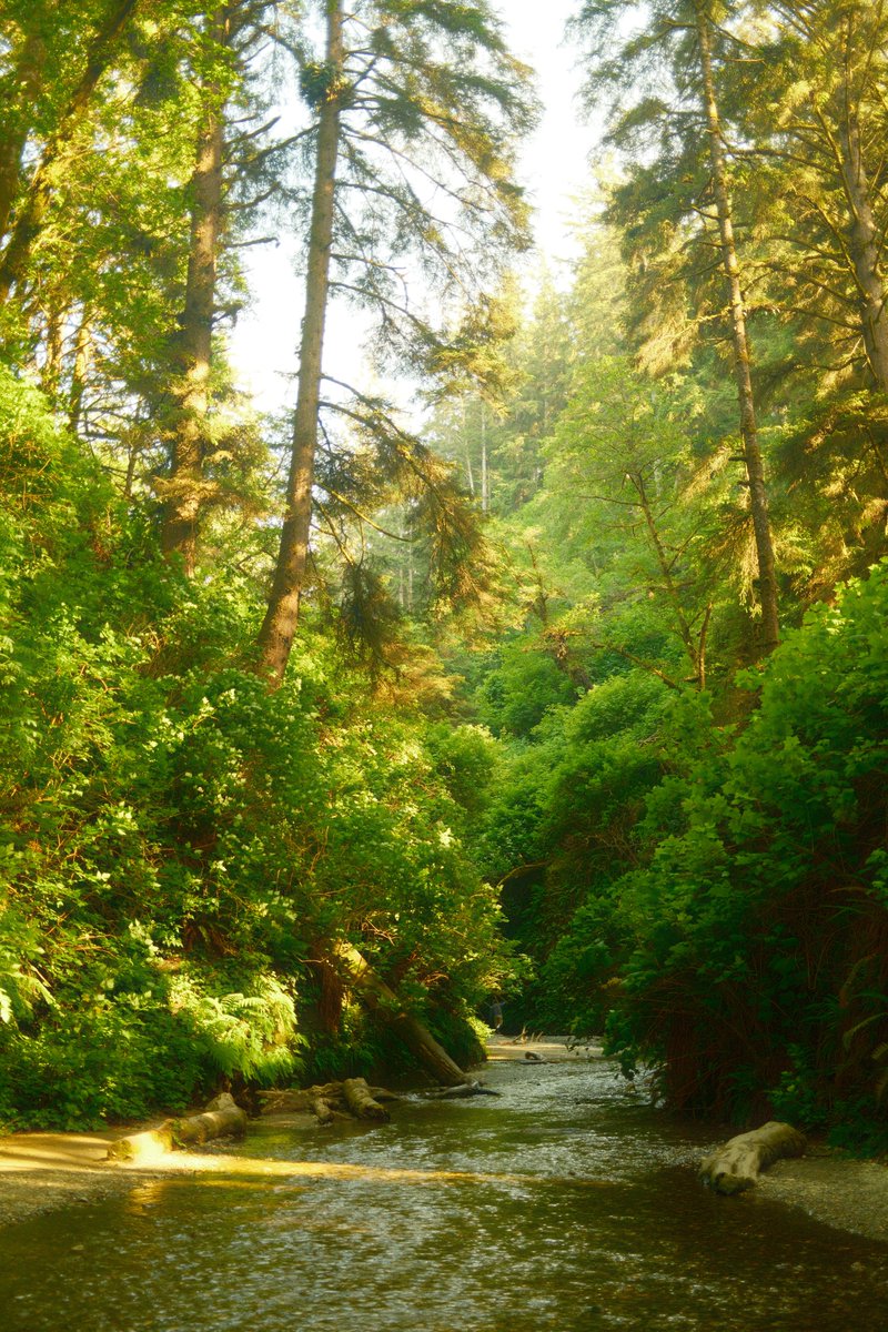 california redwoods on fujifilm x100vi