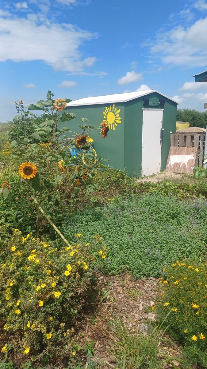 Iowa State sunflowers in bloom