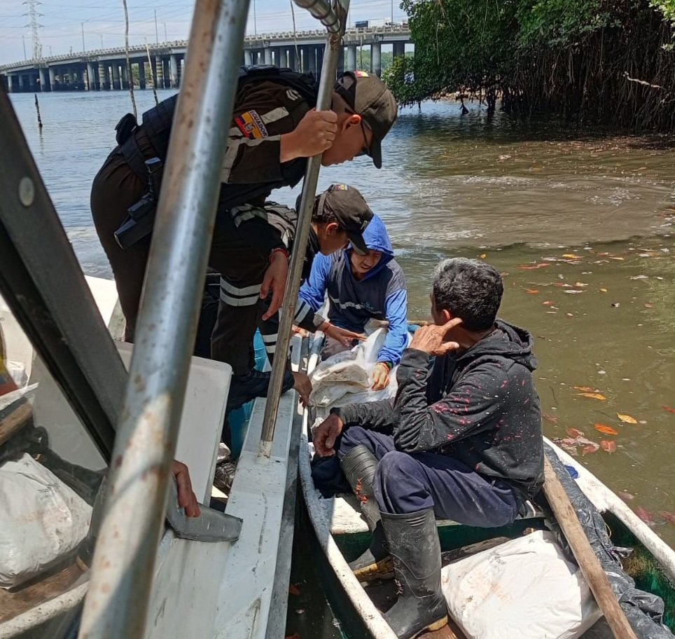 MAATE_Zonal5's tweet photo. #NuestrosGuardaparques de El Salado, junto a #UPMA de @PoliciaEcuador, @AgriculturaEc, @armada_ecuador y @WildAidLatino, realizaron patrullaje de control por Veda del Cangrejo 🦀 en sectores colindantes al área protegida. Se decomisaron 340 cangrejos, que fueron liberados. https://t.co/f8xjELKZ7l