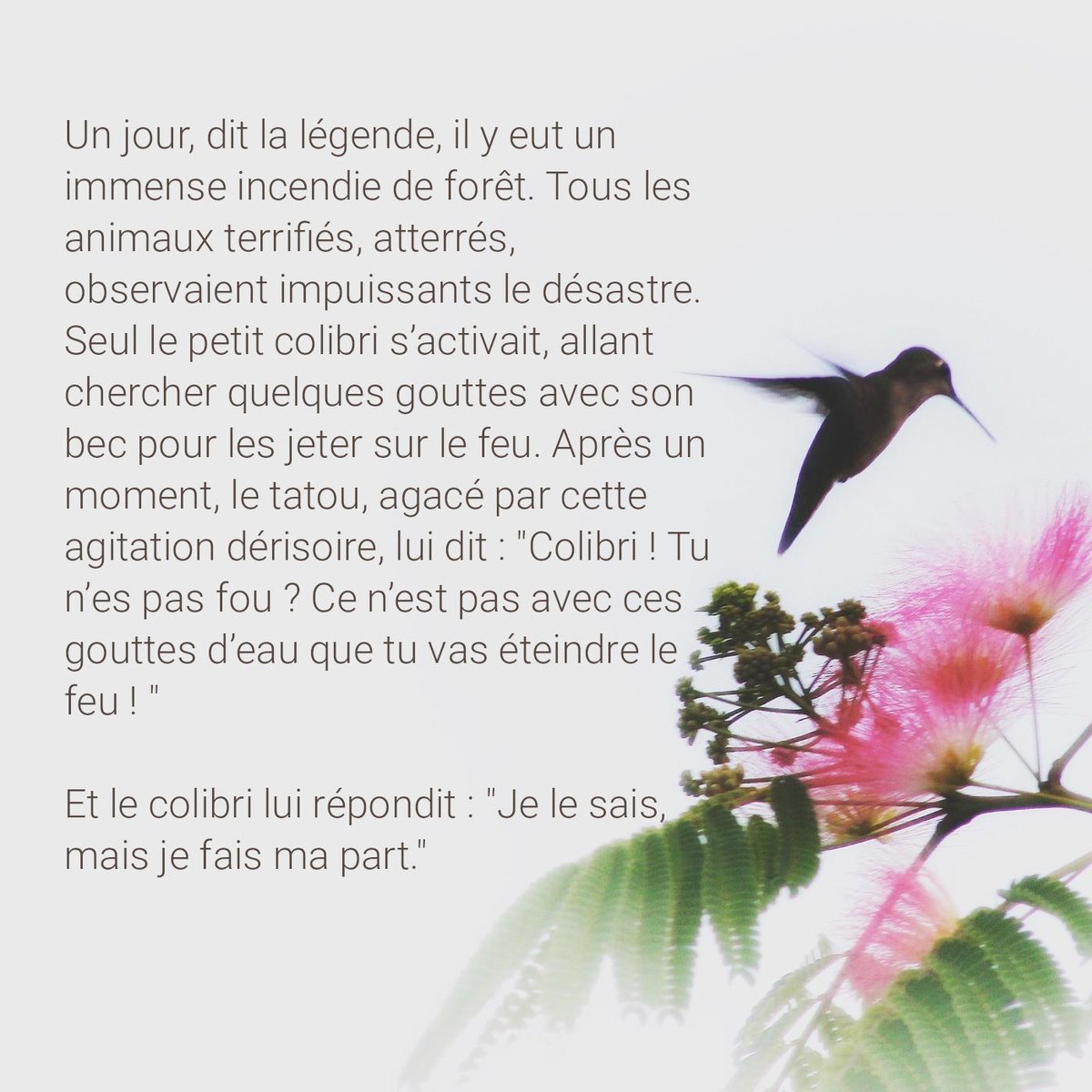 P'tit Colibri 🇨🇵 tweet media