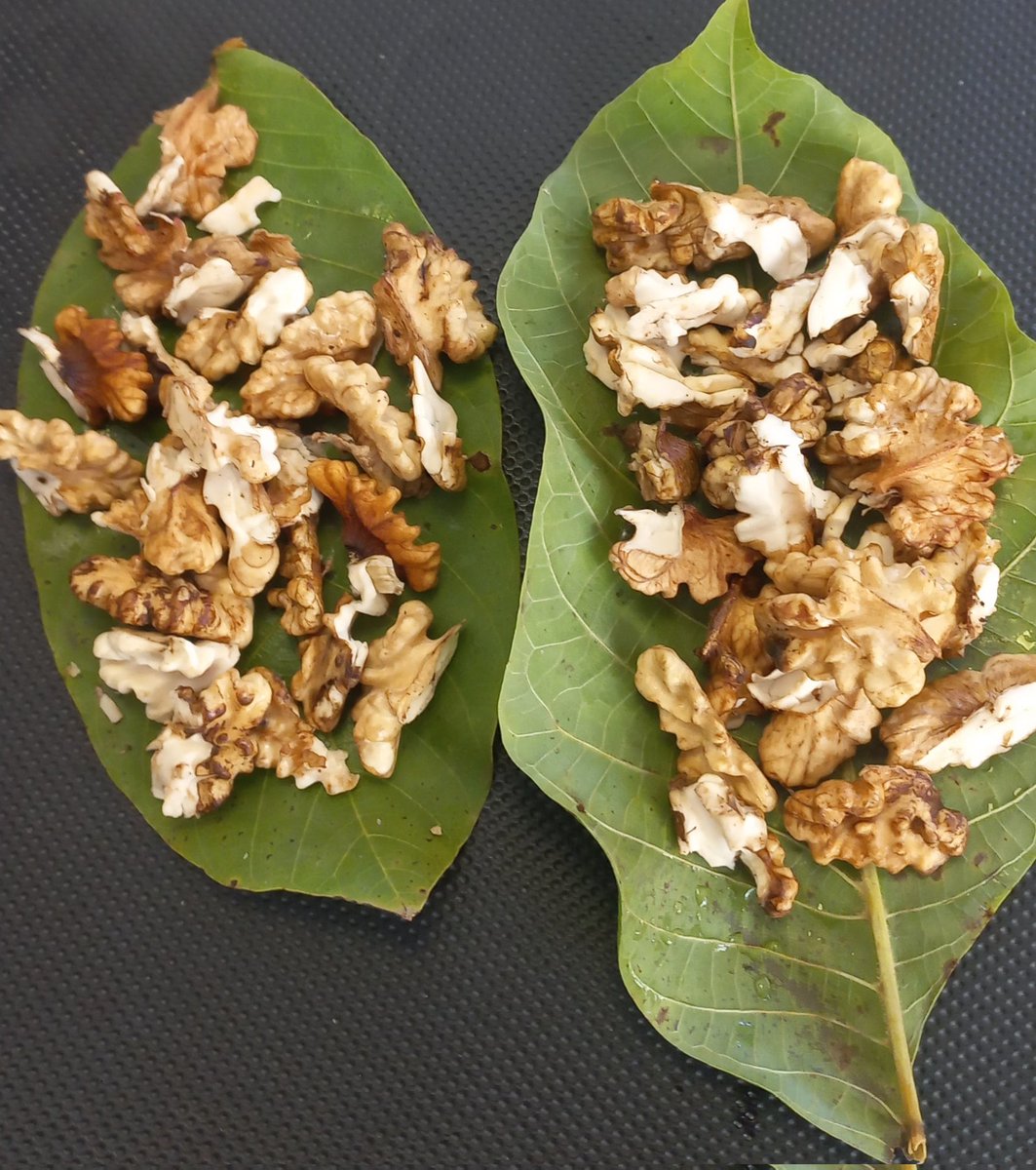 Taze ceviz getirdi bir hastamız. Ceviz yaprağında sunum yapmak istemiş. Bu şekilde ve üstelik köyden getirmiş. Ne kadar mahcup etti beni. 🙏