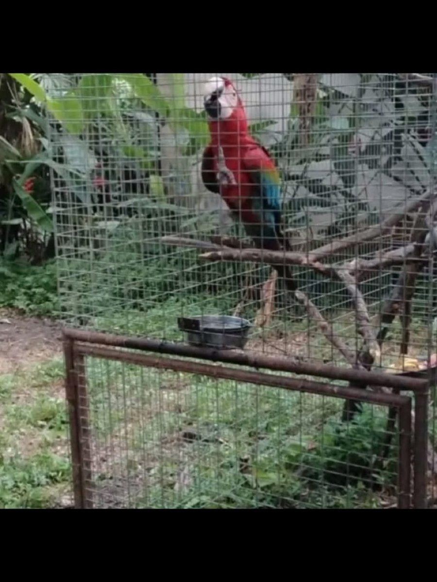 Esta es Petra, vivía libre y amada en una comunidad de Maracay. Entonces un vecino mala leche la denunció al Ministerio del Ambiente y la encerraron en una jaula en el Zoo de Maracay. donde muere de tristeza.
#LiberenAPetra.
