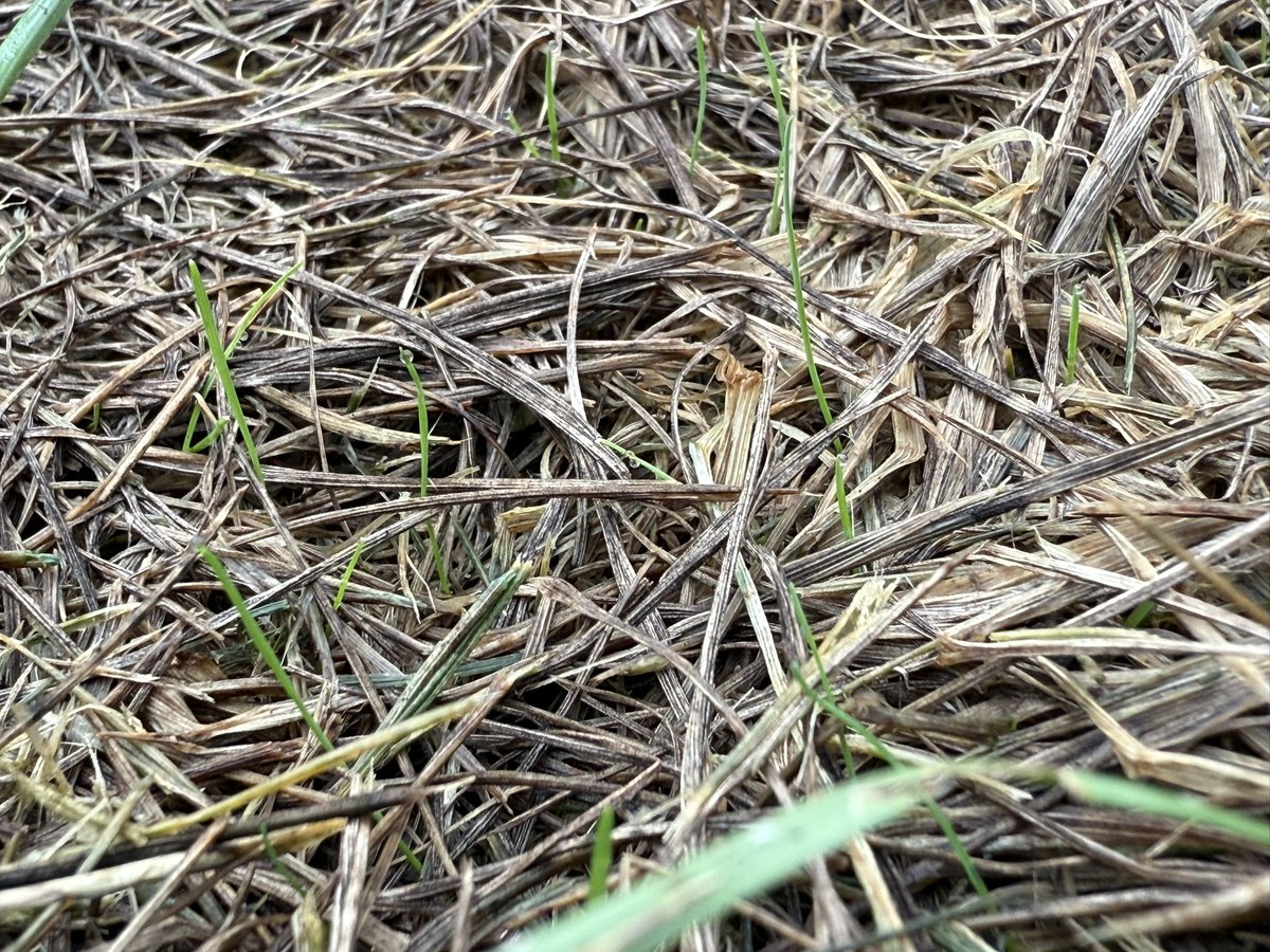 Jesse Benelli tweet media