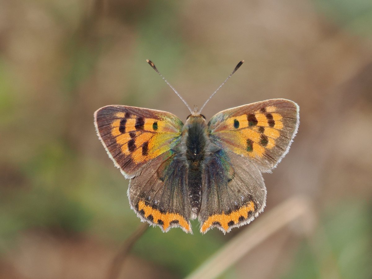 It’s always nice to see one of my favourite butterflies, the Small Copper.  This one was busy trying to avoid the Wasp Spiders on the Watch Field at Penlee, SE Cornwall  this afternoon. 
<a href="/Cornwall_BC/">Cornwall Butterfly Conservation</a> <a href="/Cornwall_BC/">Cornwall Butterfly Conservation</a> #wildlifephotography #butterflies