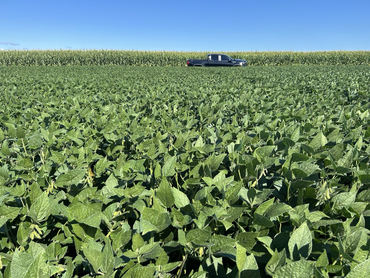 Ryan Benjamins (@ryanbenjamins) on Twitter photo East Lambton had a few more rains this summer.  I really wasn’t expecting things to look this good. East Lambton had a few more rains this summer.  I really wasn’t expecting things to look this good.