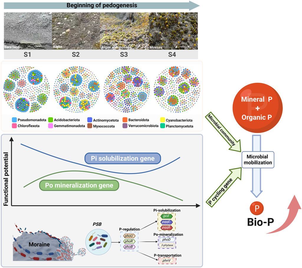 Microorganisms Promote Soil Phosphorus Bioavailability at the Beginning of Pedogenesis 

🔗 buff.ly/vYCQlzm