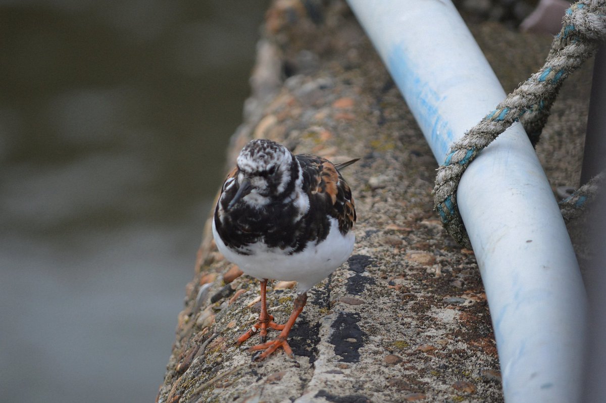 Turnstone possibly just arrived from Canada or Greenland.