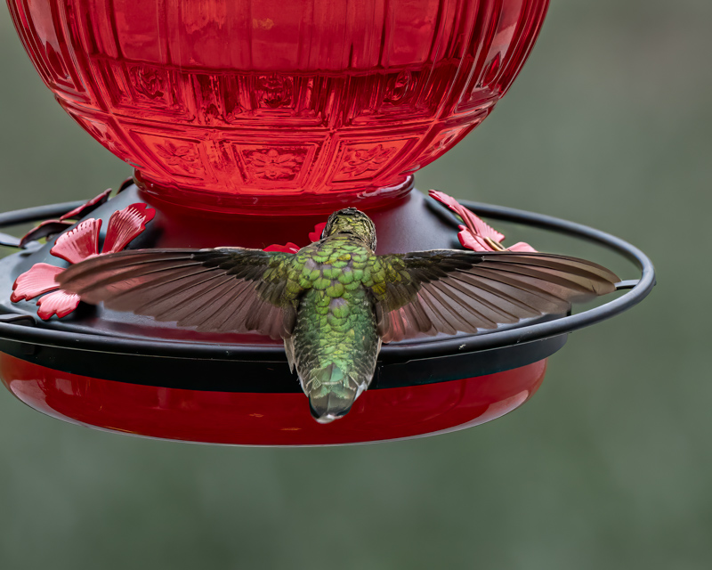 CDavisStudios's tweet photo. A whole bunch of new pictures to check out at https://t.co/WlTI0sr3Iu in the Hummingbird gallery. https://t.co/DIfUfJ0baD