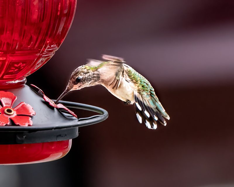 CDavisStudios's tweet photo. A whole bunch of new pictures to check out at https://t.co/WlTI0sr3Iu in the Hummingbird gallery. https://t.co/DIfUfJ0baD