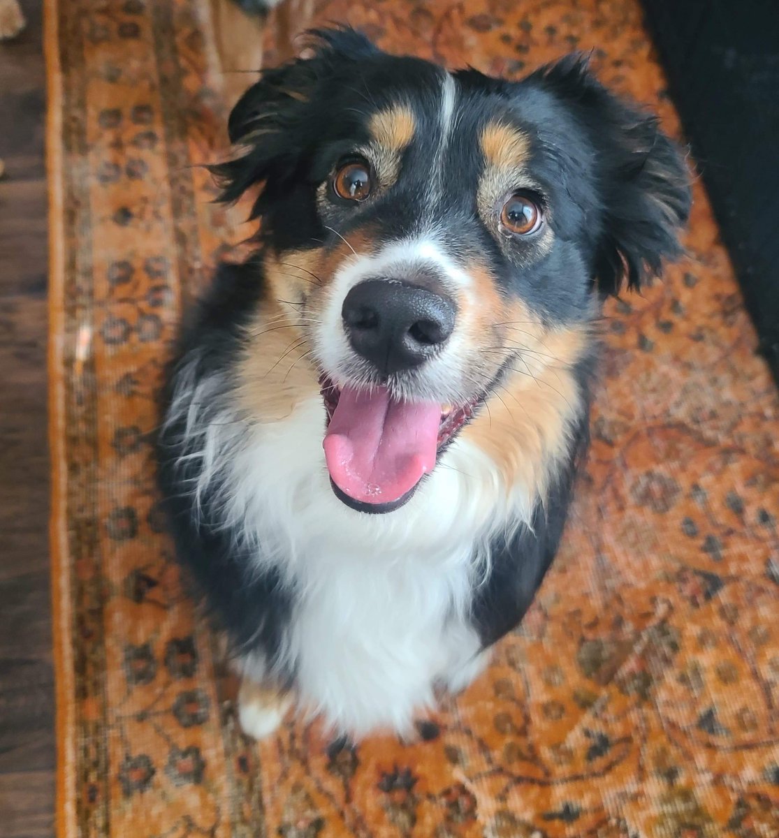 IndianaChemist's tweet image. Happy Friday! 😀 From Mila, one of our OISC pets 🥰
#Friday #OISC