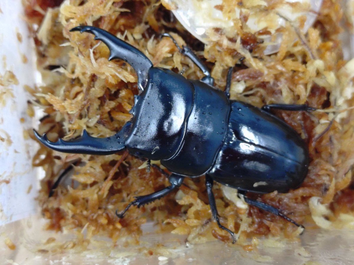 ゴトウヒラタクワガタ　♂６５mm ♀４０ｍm ペア【Garage疾風】 ゴトウヒラタクワガタ ♂７０mm ♀３８ｍm ペアGarage疾風