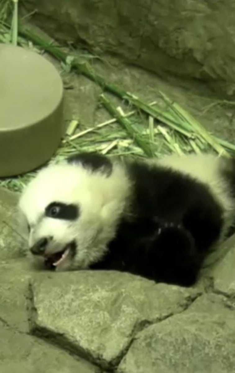 shr1978's tweet image. Happy Bearday 🥰🐼❤️🎉🎂@BeiBeiPanda3 #pandastory #HappyBirthday