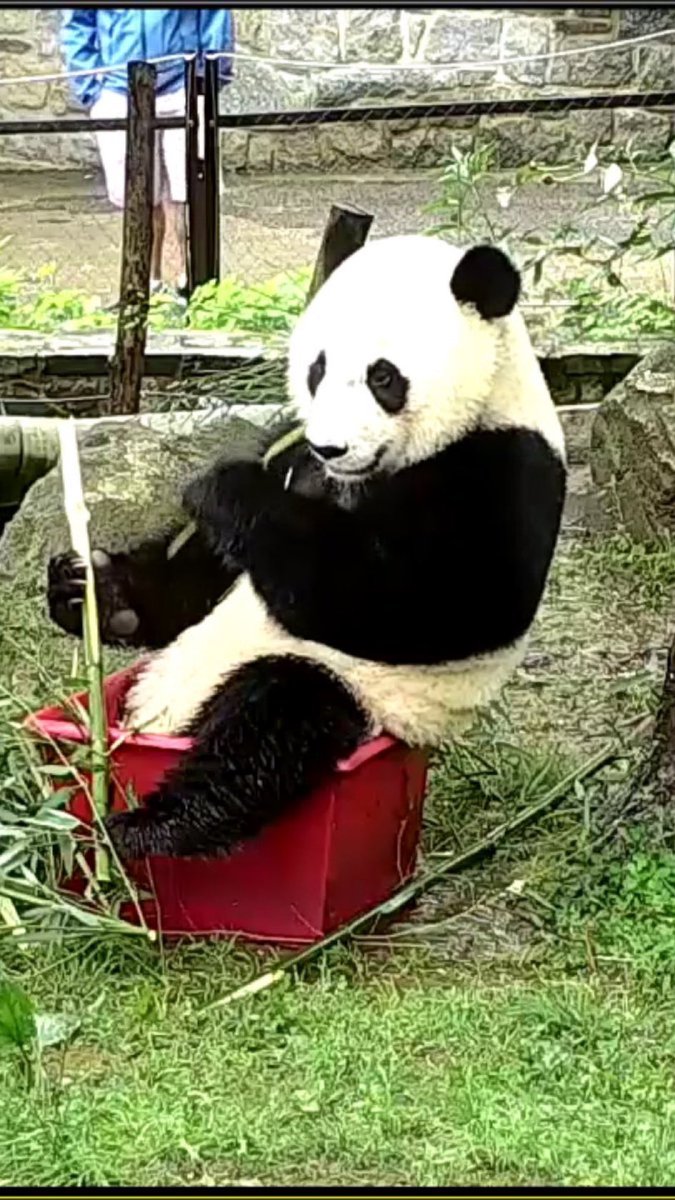 shr1978's tweet image. Happy Bearday 🥰🐼❤️🎉🎂@BeiBeiPanda3 #pandastory #HappyBirthday