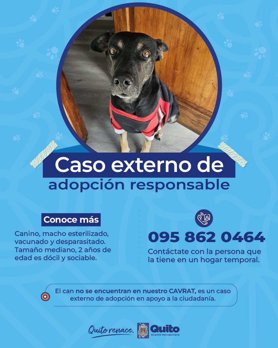 UBAQuito's tweet photo. 🐾 #AdopciónExterna | Adopta y descubre el poder de transformar una vida. ❤️‍🩹🏡

Si no puedes adoptarlos, ¡ayúdalos a encontrar un hogar amoroso compartiendo esta publicación! 🐾

Con adopciones responsables #QuitoRenace 🍃 https://t.co/lElc5ptePL