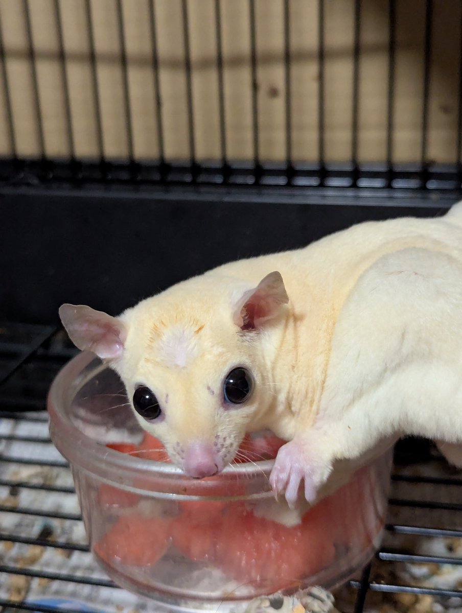 Hannibal1224's tweet photo. スイカ初めてかな?
夢中で食べるダンベルくん

#フクロモモンガ
#sugarglider https://t.co/aPQFVK2BvX