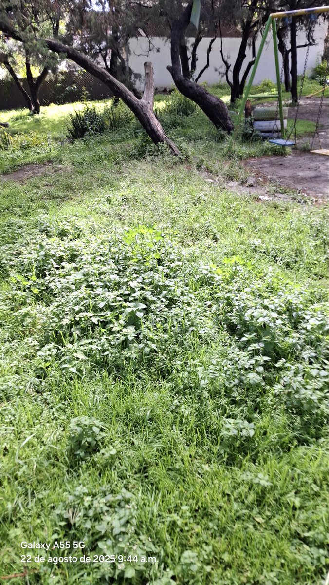 RodolfoMig65682's tweet photo. @ClementeGomezM @PueblaAyto @pepechedrauimx @Servicios_Pub se solicita mantenimiento al parque, col.clavijero ya que con la lluvia la malesa ha crecido considerablemente esperamos el apoyo de la cuadrilla para darle una mejor vista  también pertenecemos ala capital imparable https://t.co/rKXFe74F3S