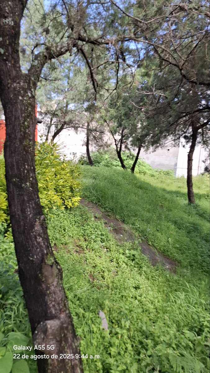 RodolfoMig65682's tweet photo. @ClementeGomezM @PueblaAyto @pepechedrauimx @Servicios_Pub se solicita mantenimiento al parque, col.clavijero ya que con la lluvia la malesa ha crecido considerablemente esperamos el apoyo de la cuadrilla para darle una mejor vista  también pertenecemos ala capital imparable https://t.co/rKXFe74F3S
