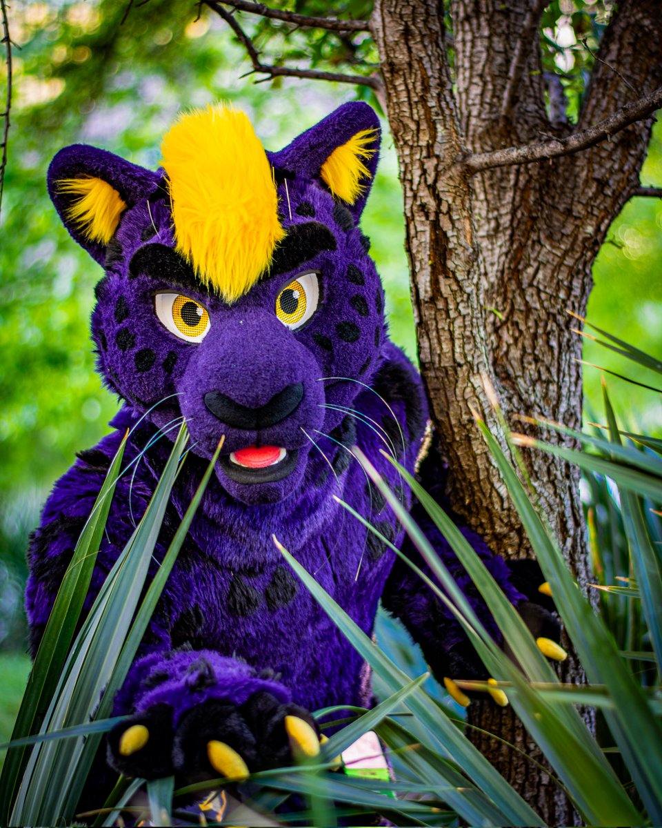 The jungle cat in his natural habitat 🐆 

Happy #FursuitFriday!
🧵 ~ <a href="/TwinkyArts/">Twinky Arts✨</a>
📸 ~ <a href="/yukonbarksalot/">Yukon 🐺 Arvo 🦊</a> 

#furryfandom