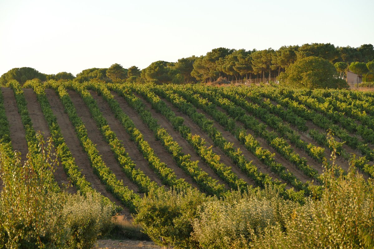 Ribera del Duero UK tweet media