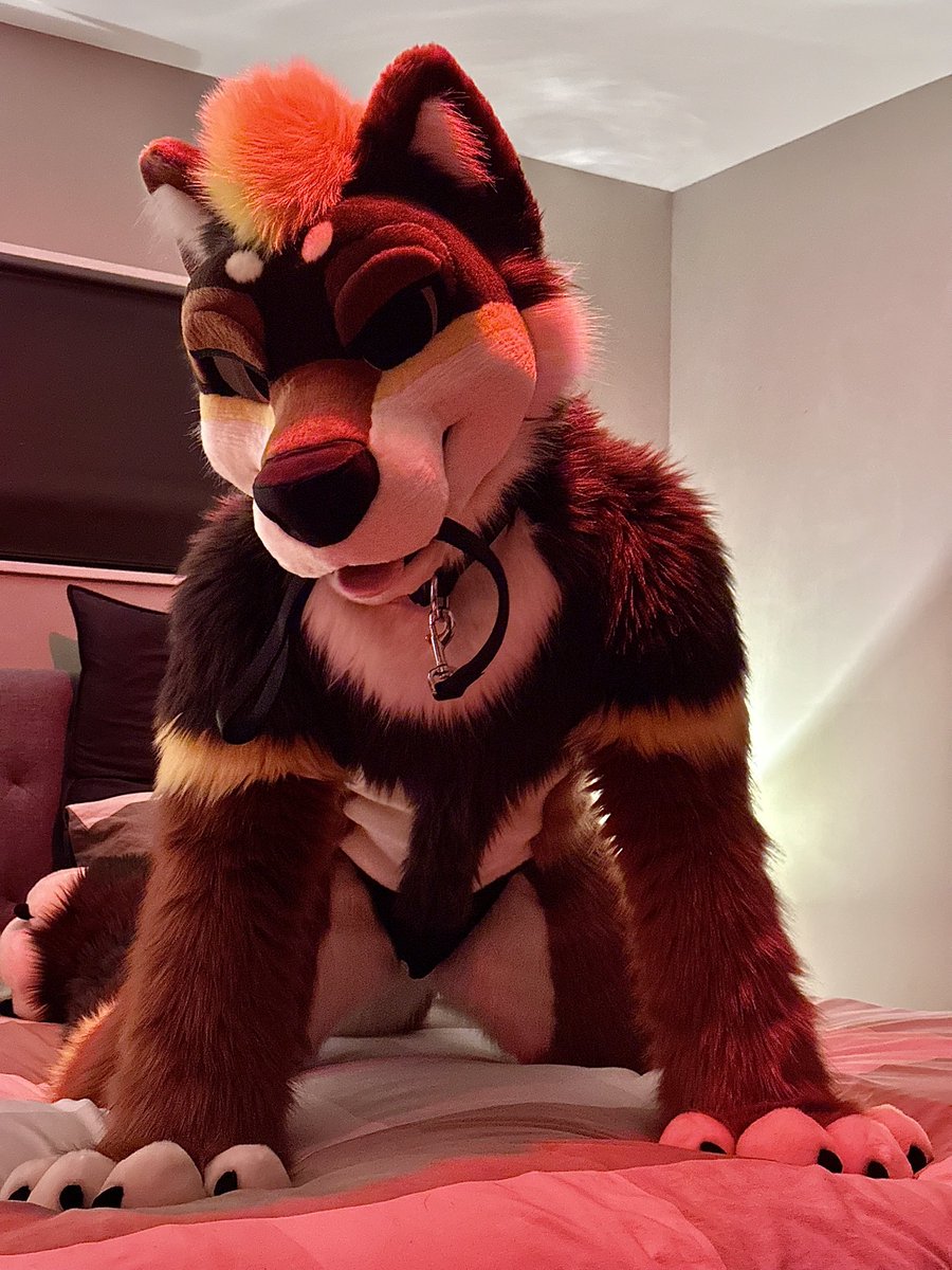 BowieWolfy's tweet photo. Grab it if you think you can handle me.

#FursuitFriday https://t.co/SVXydkAHUi