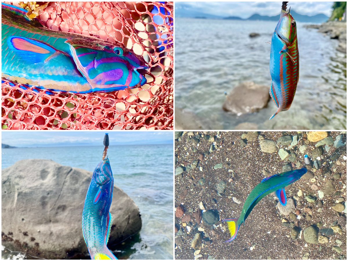 MonkeyMagic1696's tweet photo. 前半は…エサ釣り🎣🪱✨
ちょっとのエサで充分すぎるほど多種多彩の魚達が反応してくれて楽しましてくれる😍👍🏻✨
いつものお馴染みの魚から、お初ですね!の魚まで、ずーっと止まることなく反応あるんで、釣り初心者でもオススメ😘
#tulalajp
#Glissando56
#Sorcier52UL
#冒険用品
#montbell https://t.co/GuEUAgLvoq