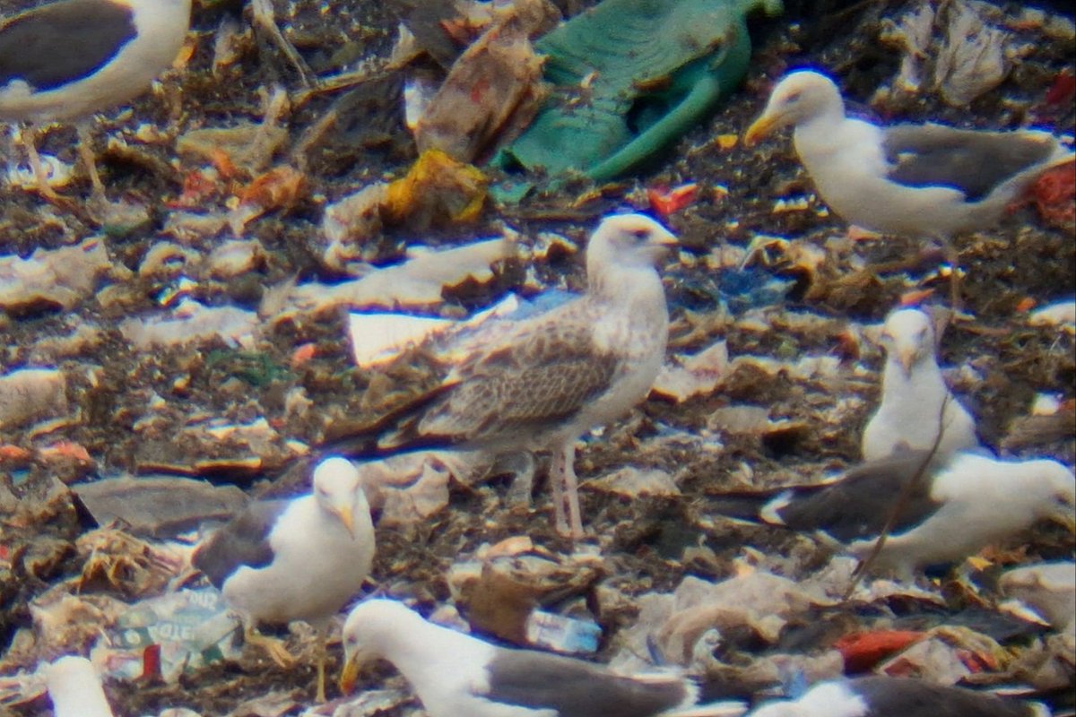 Daniel Langston (@dlangstonbirder) on Twitter photo A record count for me of 8 Caspian Gulls at Leadenham Tip this alongside 15 YLG. Not sure what the county record is.
3x juvs, a 1s, a 2s, 2x 3s and an adult, some showing quite well, and a few yellow rings I couldn't read.
<a href="/Lincsbirding/">Lincsbirding</a> A record count for me of 8 Caspian Gulls at Leadenham Tip this alongside 15 YLG. Not sure what the county record is.
3x juvs, a 1s, a 2s, 2x 3s and an adult, some showing quite well, and a few yellow rings I couldn't read.
<a href="/Lincsbirding/">Lincsbirding</a>