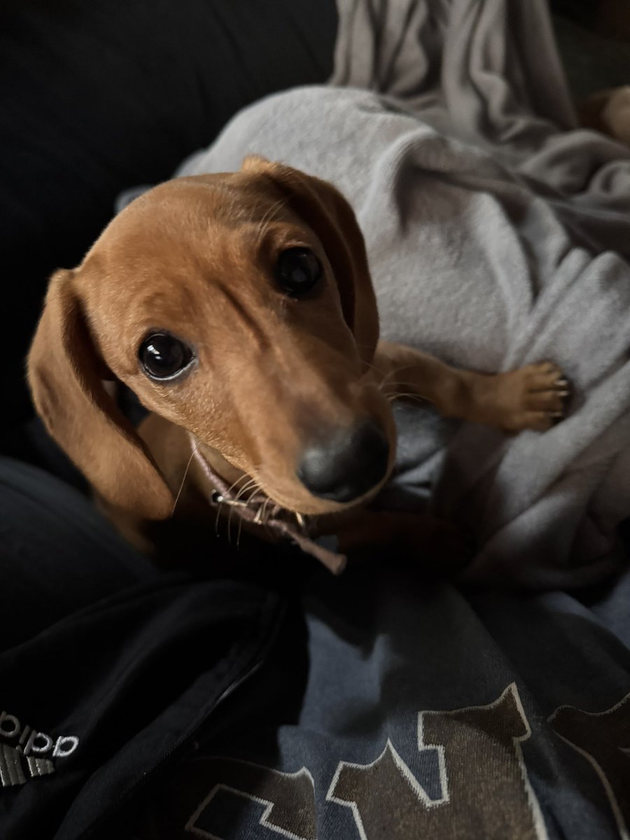 hace casi una semana no puedo salir de la cama llegué a dormir hasta 17 horas en el día hoy la vecina me preguntó si quería cuidar a su perrita mientras se iba a trabajar así que acá estamos desde las 9 de la mañana lo único que me puede movilizar: un perrito