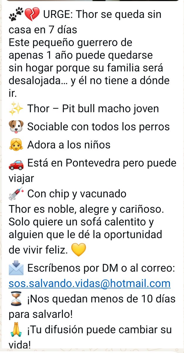 🔊🔊Nos quedan 8 días para salvarle

#AdoptaNoCompres #THOR #AdoptaThor #PerrosEspaña #pittbull #SilkSong