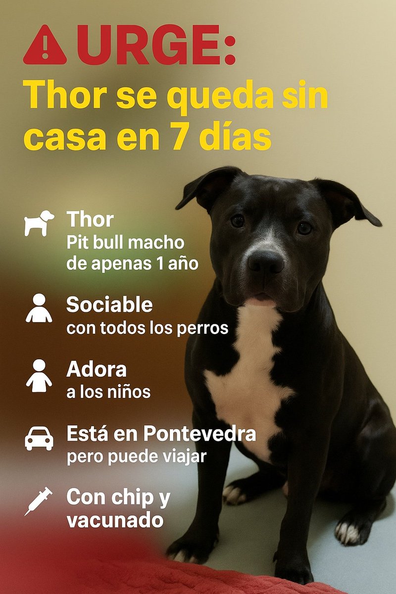 VidasSos's tweet photo. 🔊🔊Nos quedan 8 días para salvarle

#AdoptaNoCompres #THOR #AdoptaThor #PerrosEspaña #pittbull #SilkSong https://t.co/d3rhID8T09